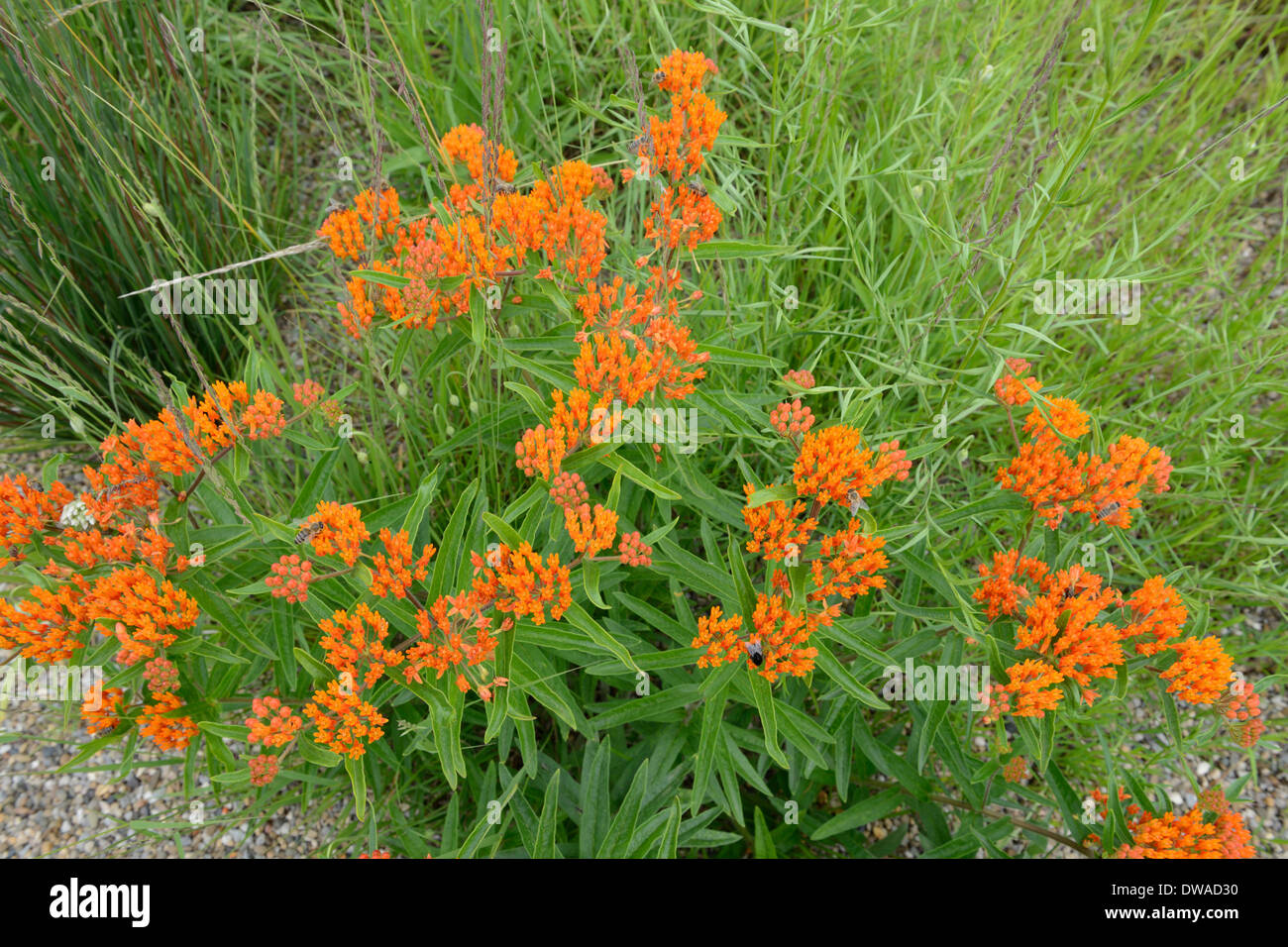 Asclépiade tubéreuse Banque D'Images