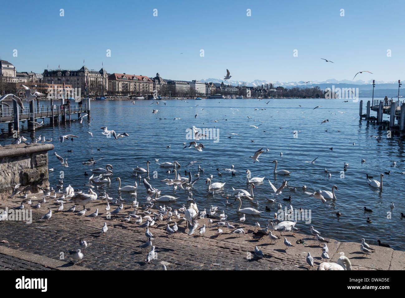 Le Lac de Zurich, des oiseaux et des cygnes, Zurich, Suisse Banque D'Images