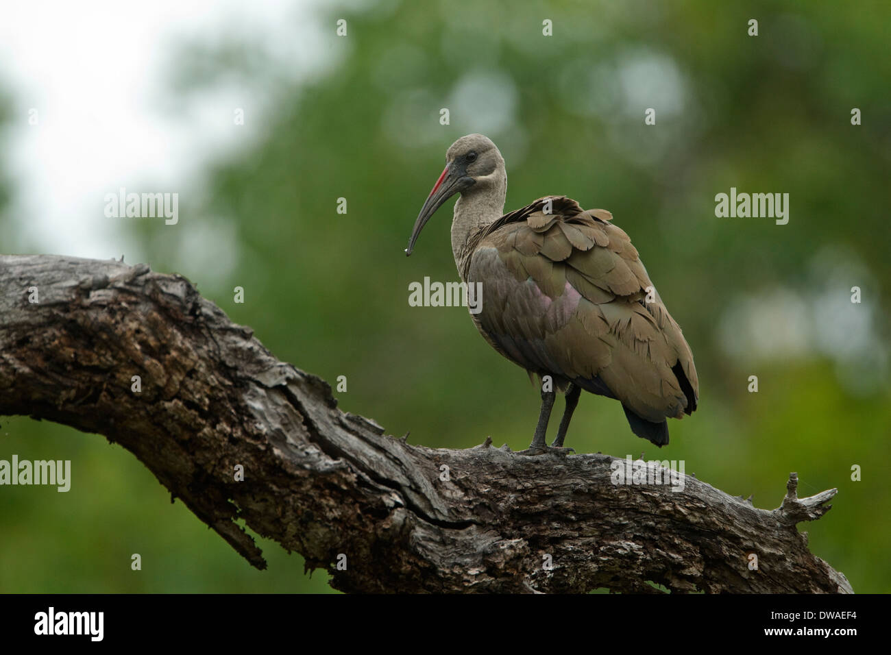 (Bostrychia hagedash Ibis hagedash) perché sur une branche, parc national Kruger en Afrique du Sud Banque D'Images