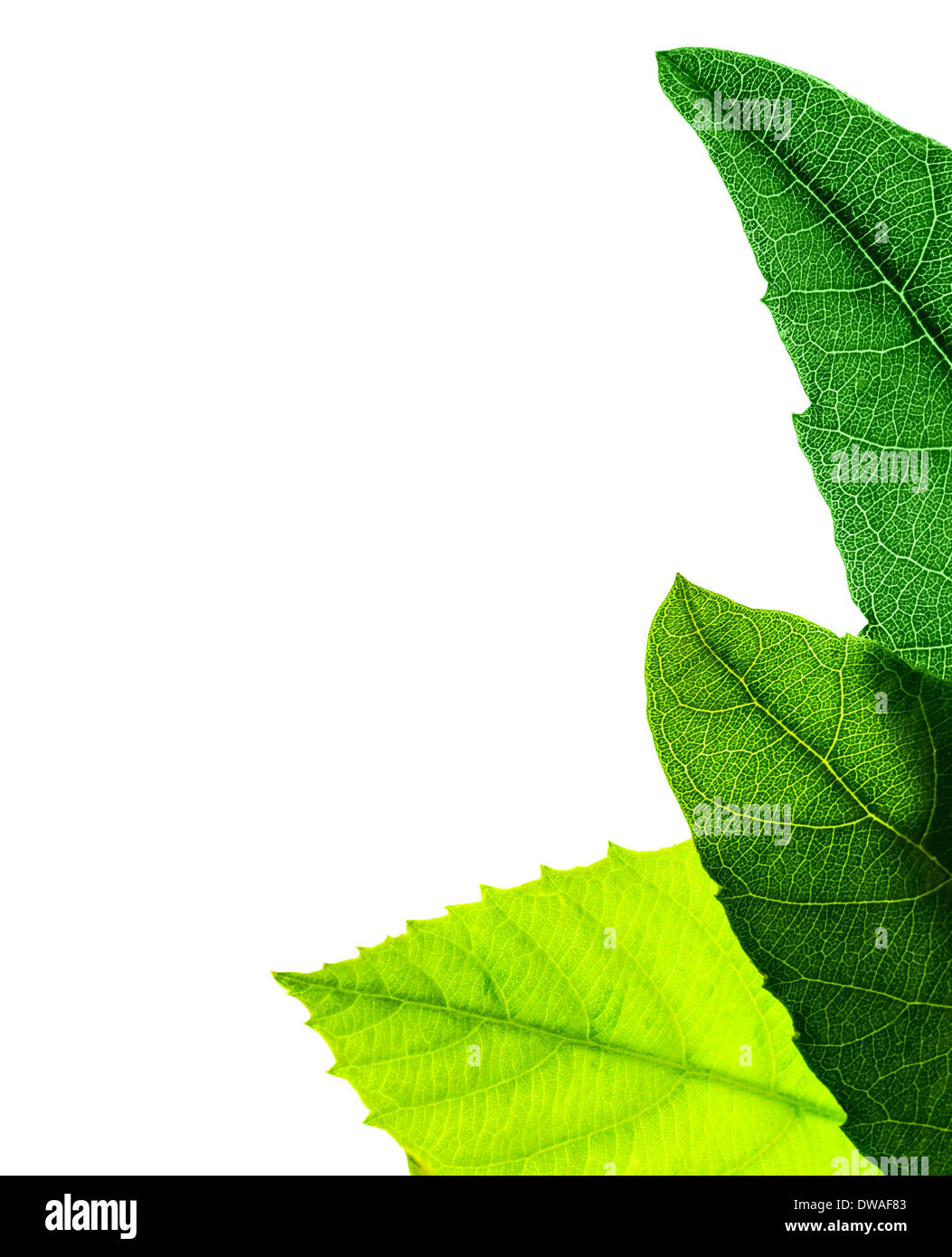 Vert feuilles frontière, plante fraîche isolé sur fond blanc, abstract natural pattern, copie espace, temps printemps concept saison Banque D'Images