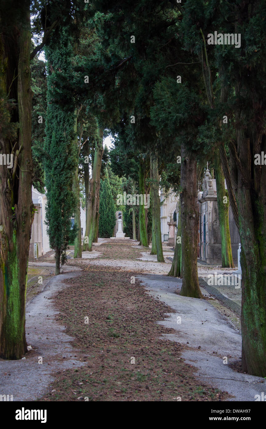 Dans la rue du cimetière de Prazeres flanquée par Cypress. (Campo de Ourique, Lisbonne) Banque D'Images