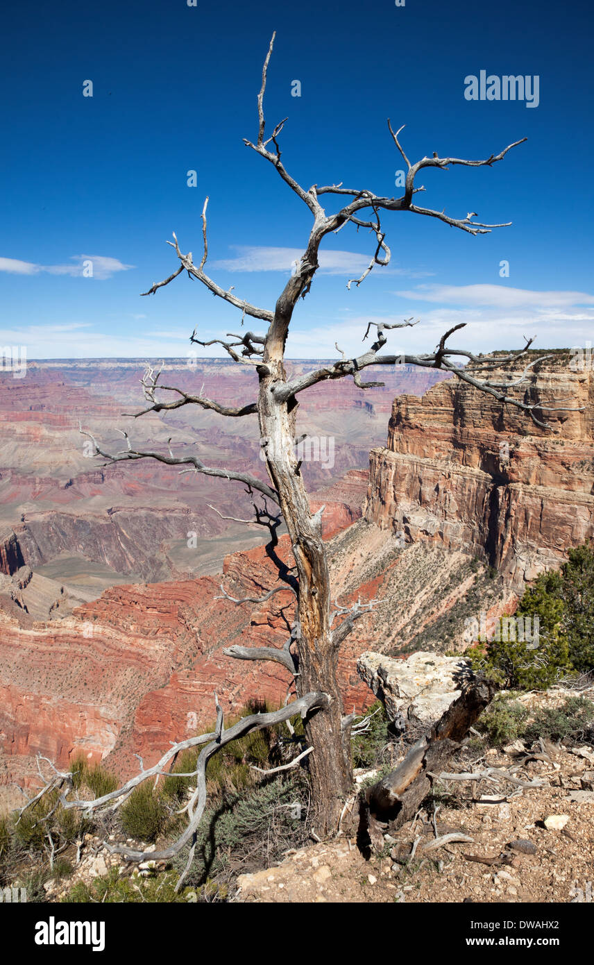 L'un des nombreux points de vue sur le Grand Canyon Banque D'Images