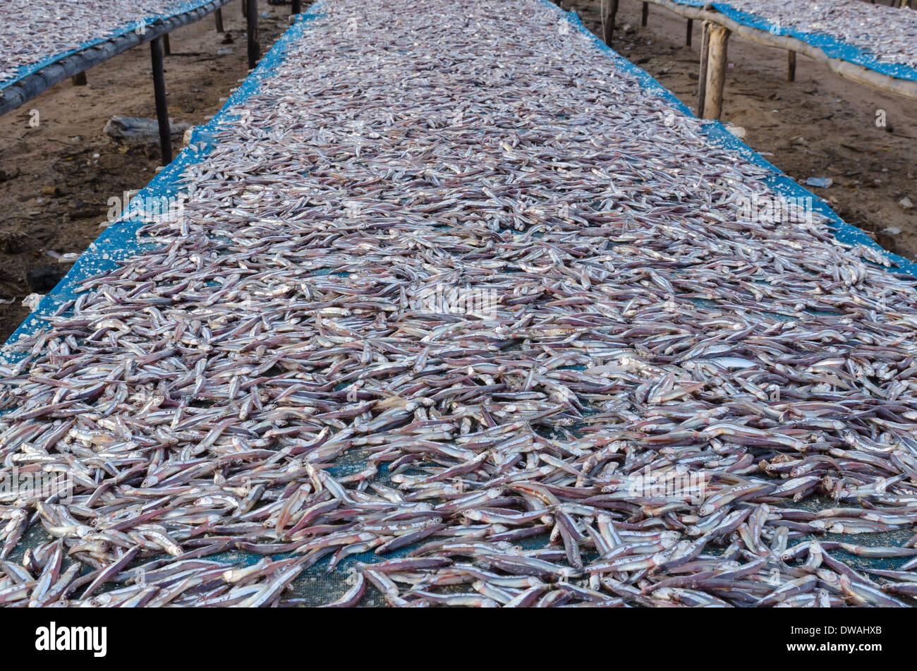 Anchois séchés par le soleil sec pour garder longtemps Banque D'Images