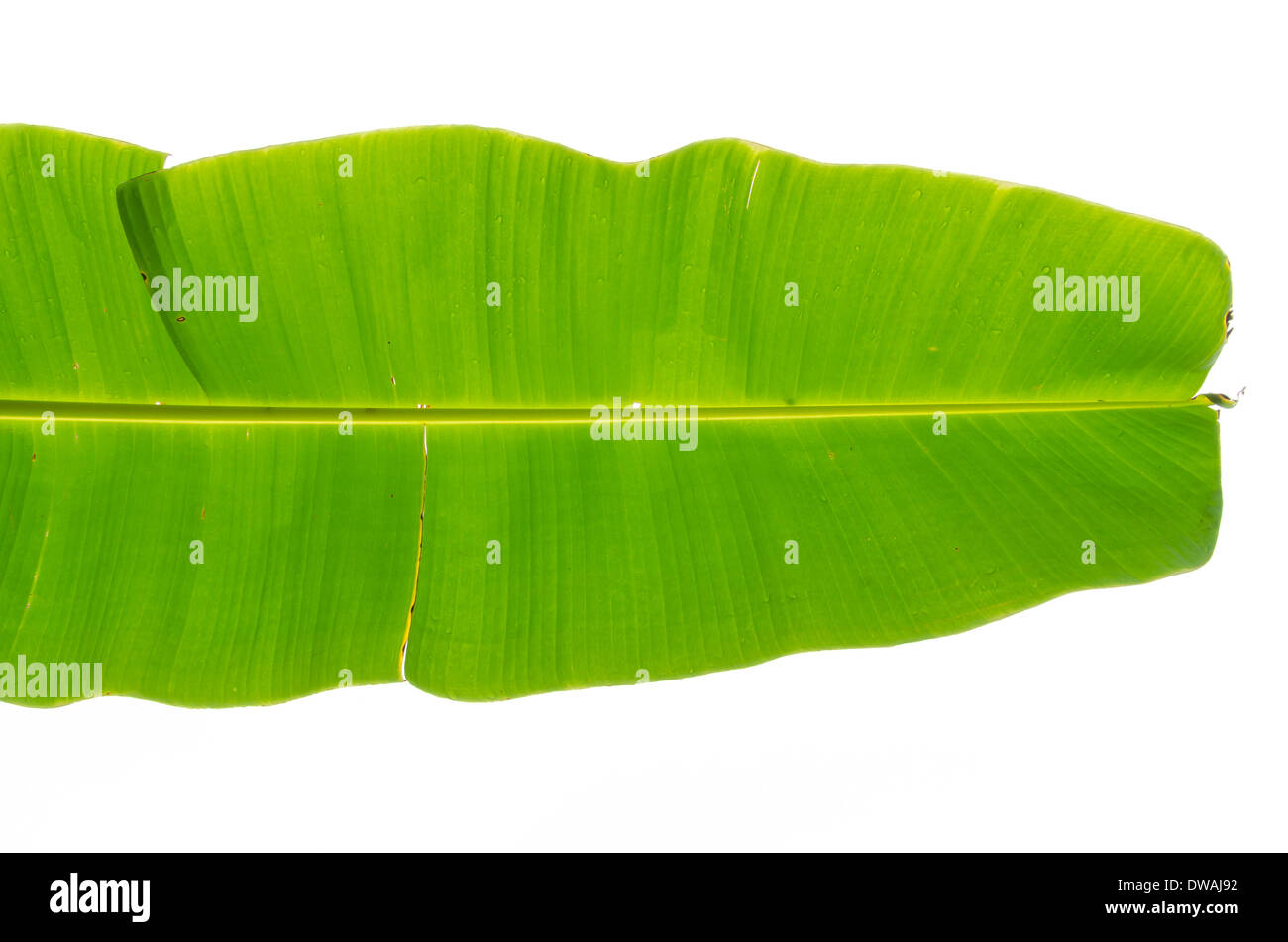 La feuille de banane verte après la pluie le matin Banque D'Images