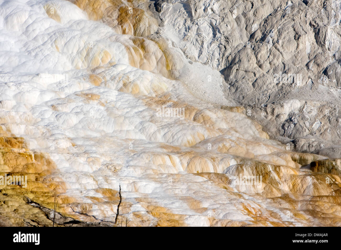 L'écoulement des modèles de Canary Spring au Mammoth Hot Springs dans le Parc National de Yellowstone, Wyoming. Banque D'Images