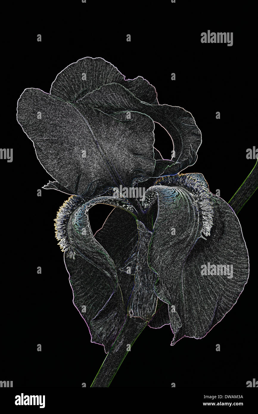 Effet spécial image de l'Iris (iris germanica) x Banque D'Images