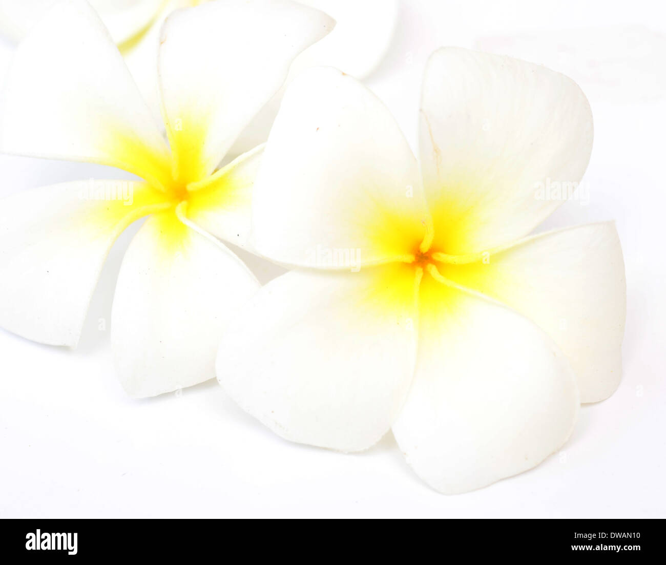 La beauté des fleurs de frangipanier sur fond blanc Banque D'Images