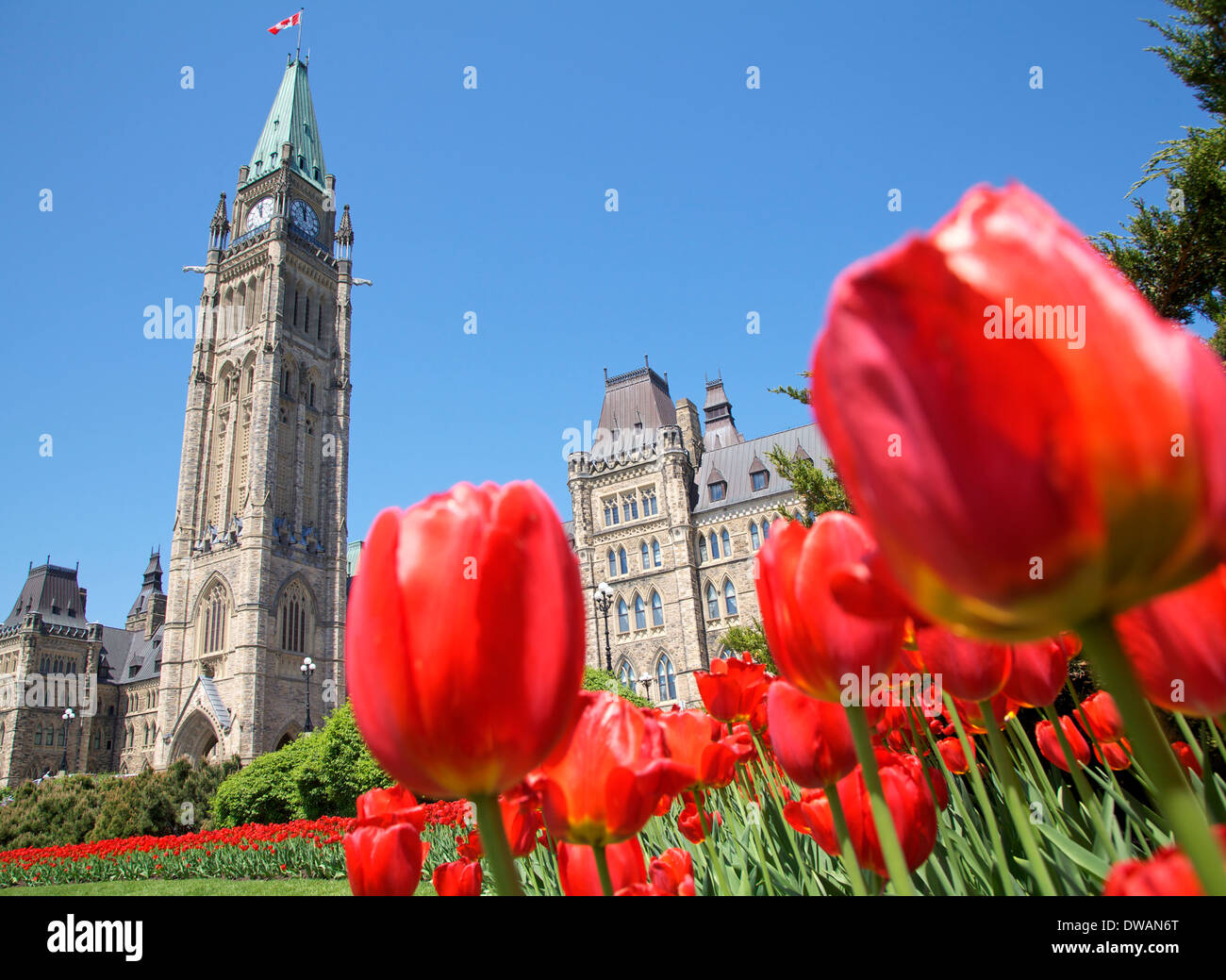 Parlement du Canada avec des tulipes rouges sur l'avant-plan Banque D'Images