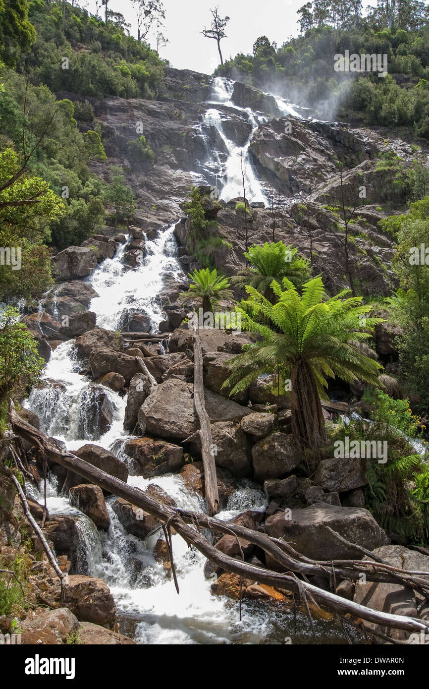 St Columba Falls, près de St Helen, Tasmanie, Australie Banque D'Images