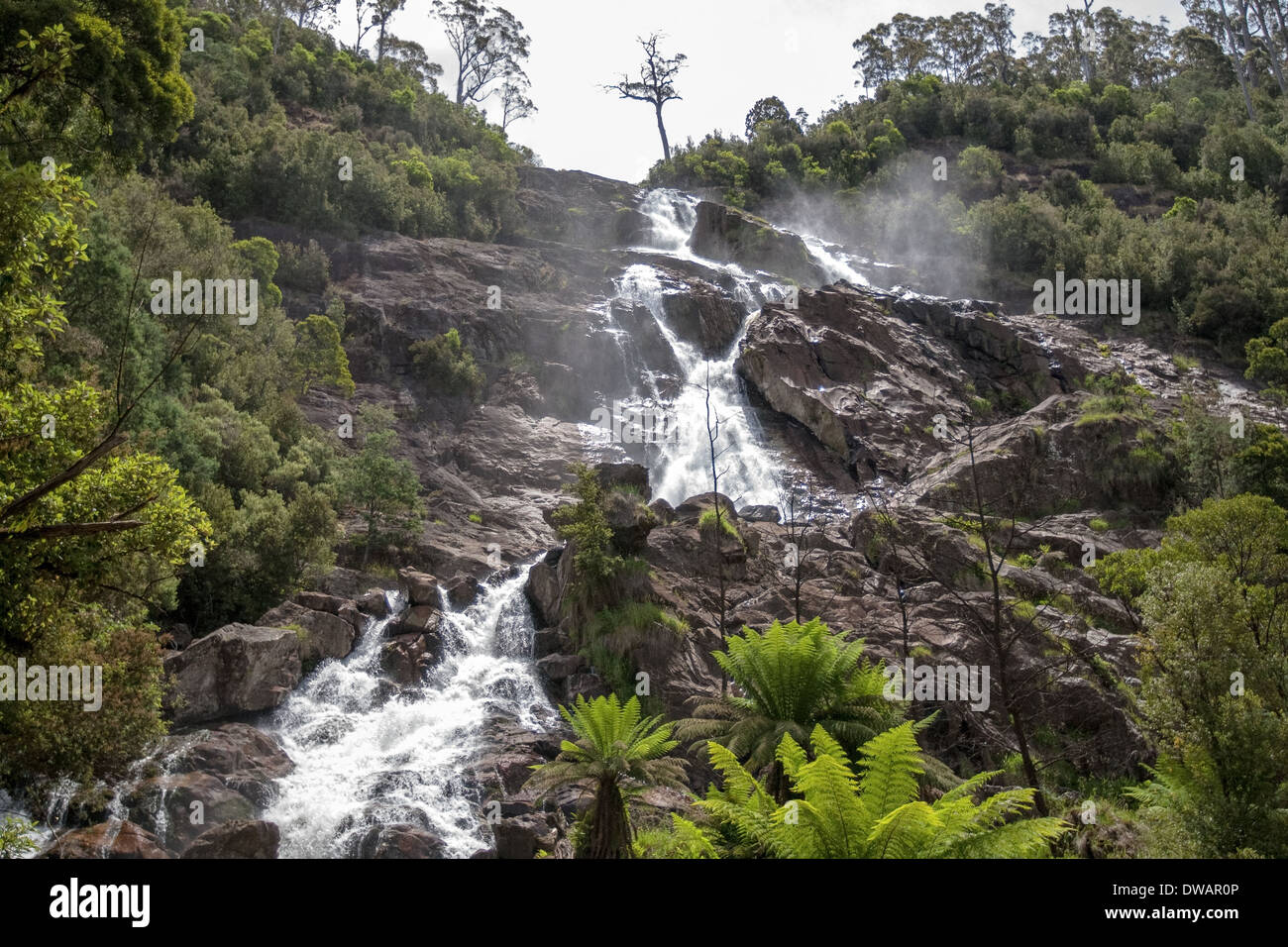 St Columba Falls, près de St Helen, Tasmanie, Australie Banque D'Images