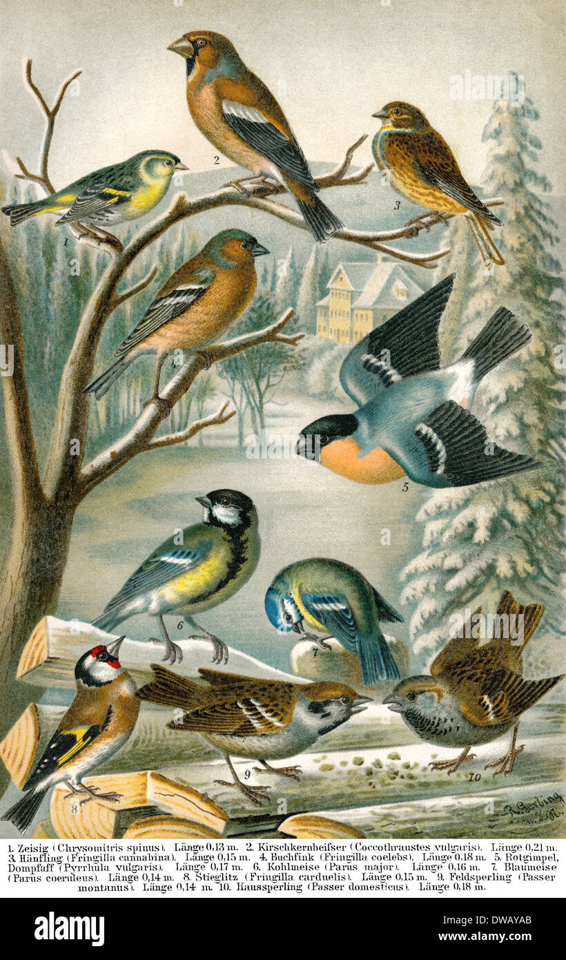 Illustration historique, 19e siècle, les pays à l'Europe d'oiseaux chanteurs Banque D'Images
