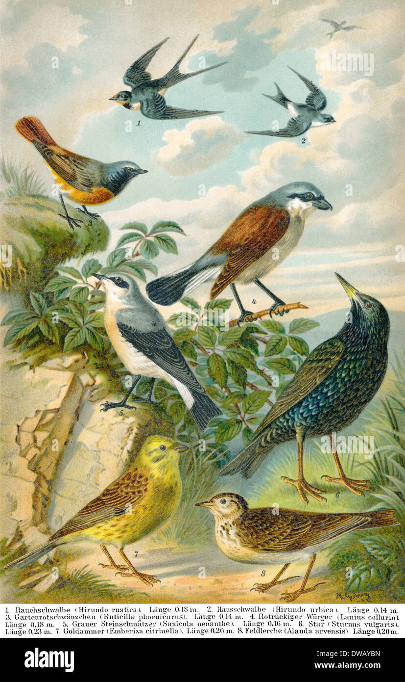 Illustration historique, 19e siècle, les pays à l'Europe d'oiseaux chanteurs Banque D'Images