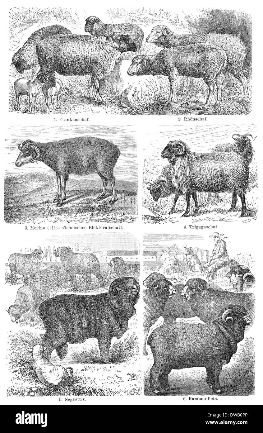 Illustration historique, 19e siècle, les races de moutons Banque D'Images