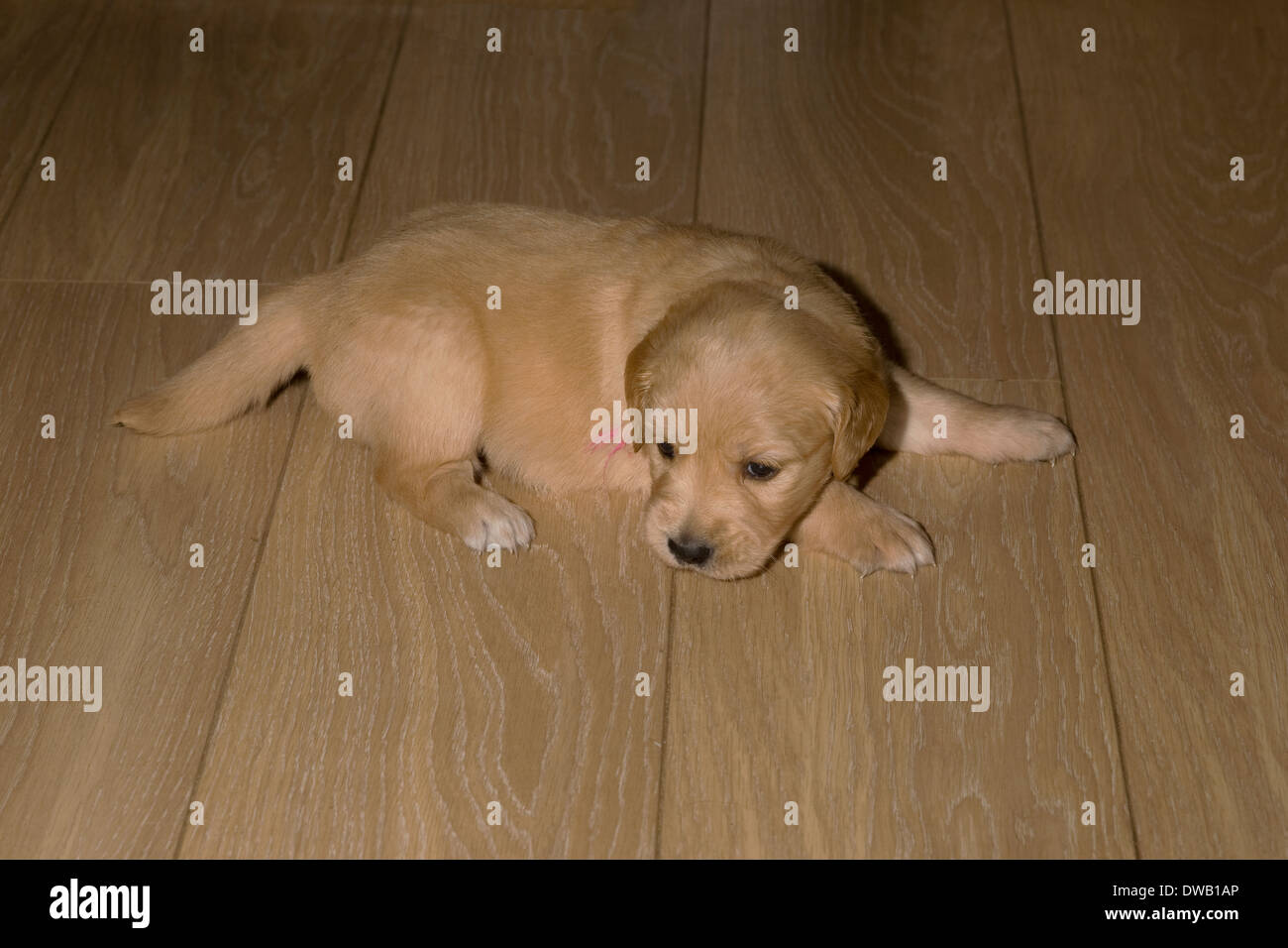 Maggie, Yorkbeach La mer d'or, 4 semaines chiot golden retriever femelle, se trouve sur plancher en stratifié Banque D'Images