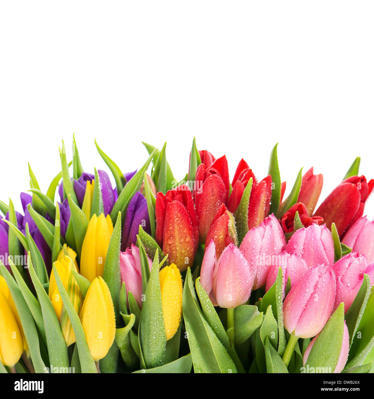 Bouquet de tulipes multicolores sur fond blanc. les fleurs de printemps avec de l'eau gouttes Banque D'Images