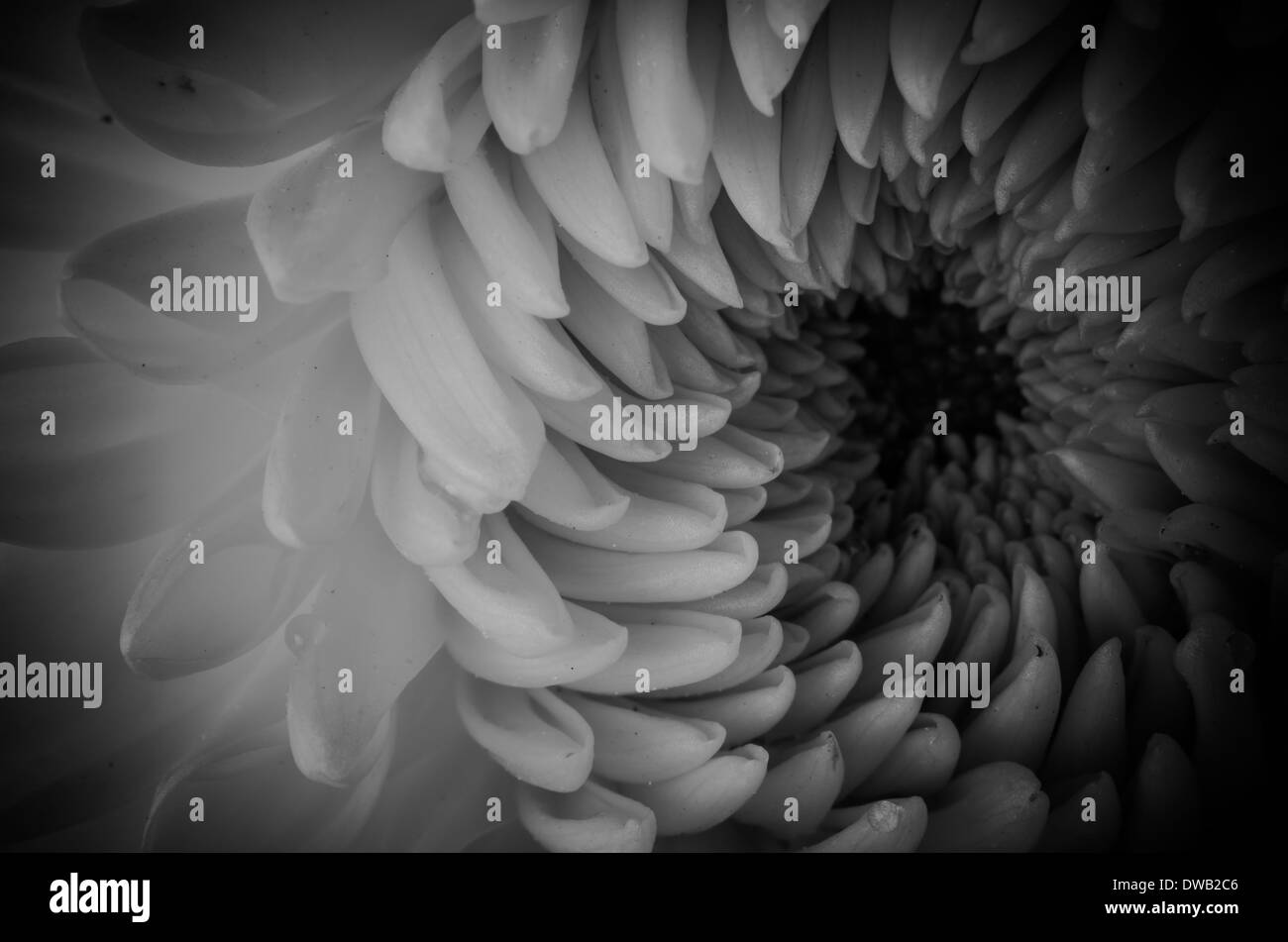 Macro fleur de chrysanthème fleur dans la nature ou dans le jardin Banque D'Images