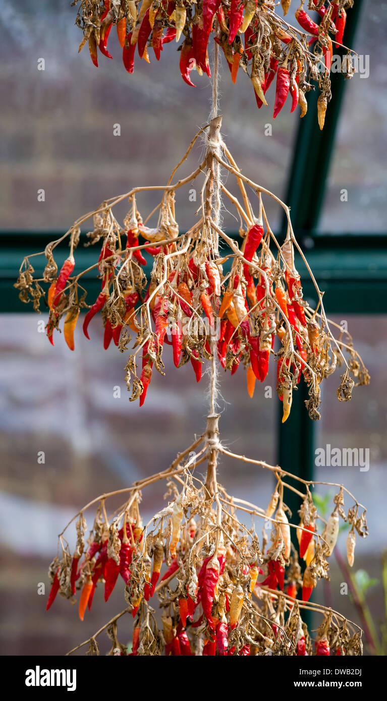 Hanging Red Chili fruits sur les plantes se dessécher dans une serre. UK Banque D'Images