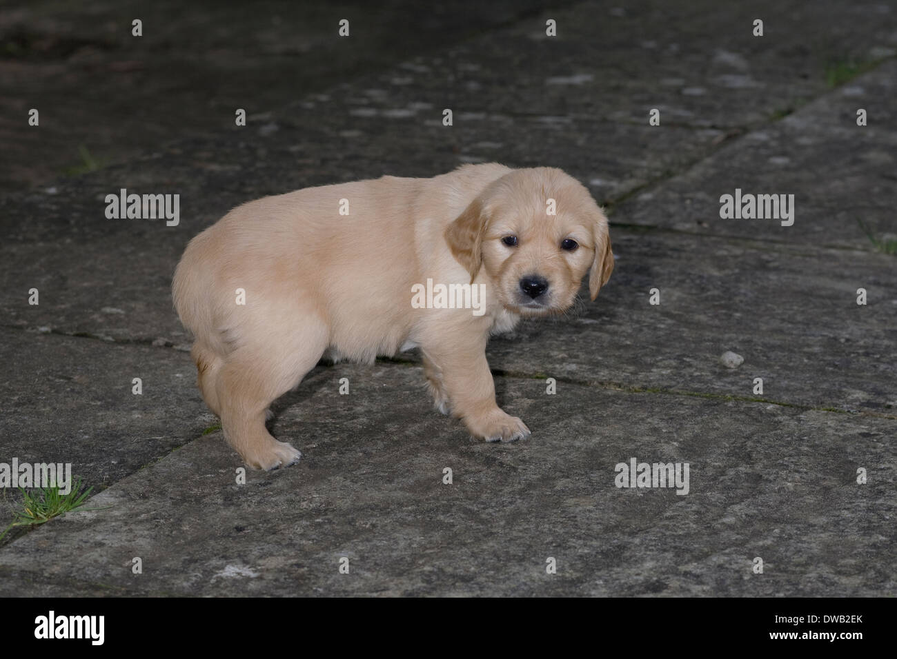 Zoe, Yorkbeach Golden Sea Gem, 5 semaine golden retriever chiot femelle sur un patio dans le jardin arrière de la maison de l'obtenteur Banque D'Images