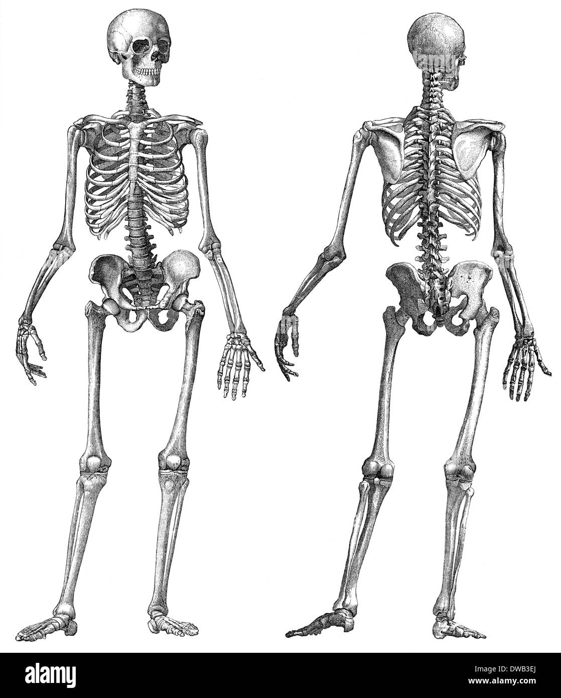 Squelette humain, illustration anatomique, 19e siècle Banque D'Images