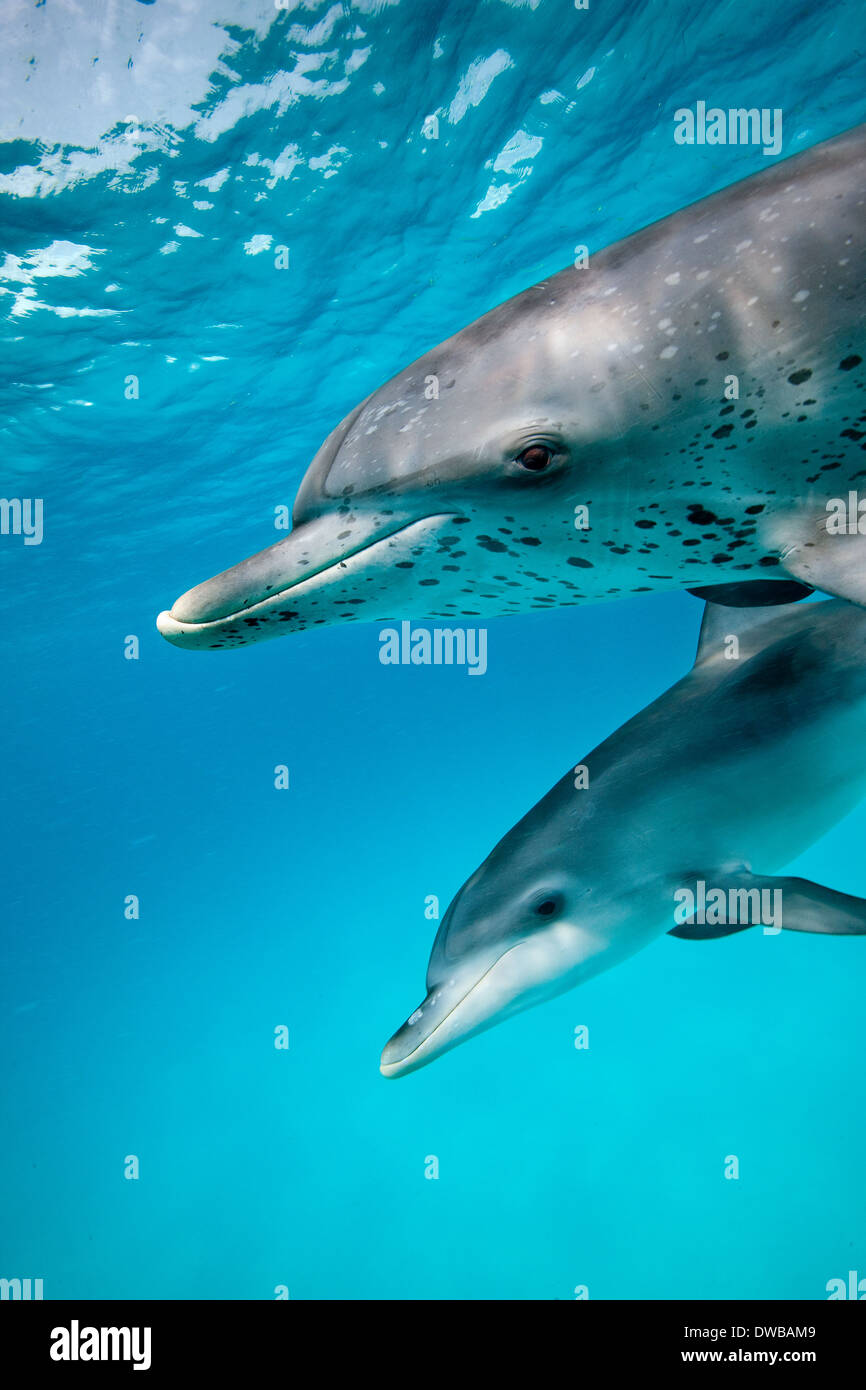 Sociable Spotted Dolphin. Banque D'Images