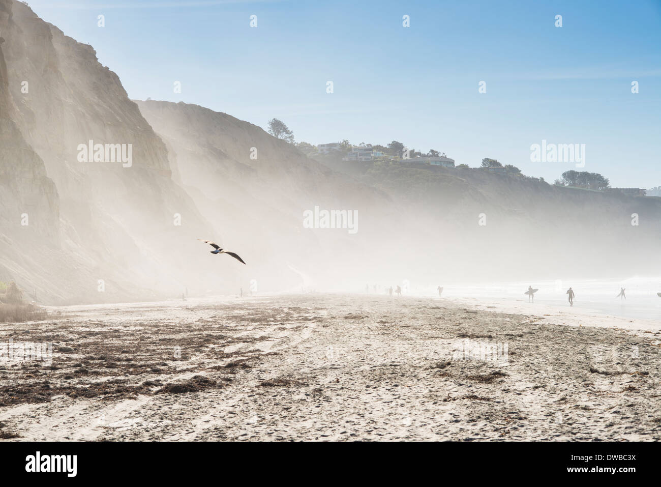 Vue éloignée de surfers on beach, Plage Noire, La Jolla, Californie, USA Banque D'Images