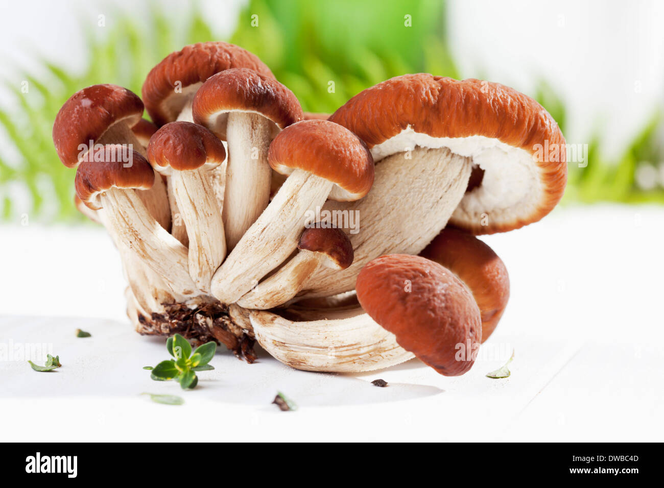 Les champignons (Agrocybe aegerita) on wooden table Banque D'Images