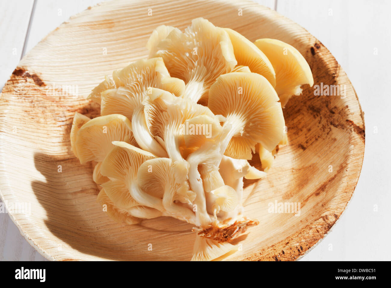 Golden pleurotes (Pleurotus citrinopileatus) dans un bol sur la table en bois Banque D'Images