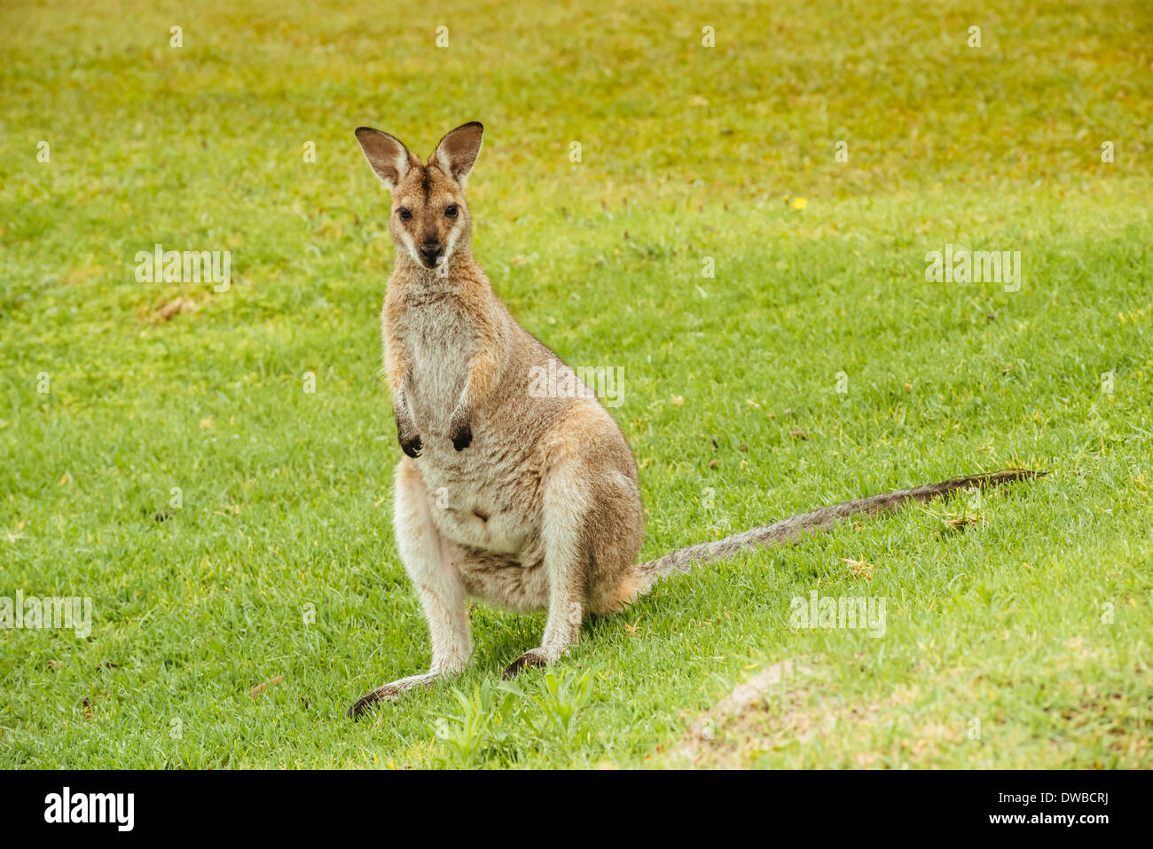 L'Australie, Hawks Nest, kangoroo (Macropus giganteus) on golf course Banque D'Images