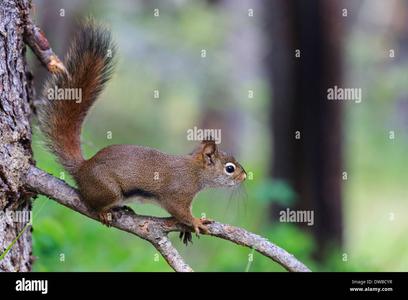 Montagnes Rocheuses de l'Alberta au Canada Le parc national Jasper Parc national Banff écureuil roux (Tamiasciurus hudsonicus) assis Banque D'Images