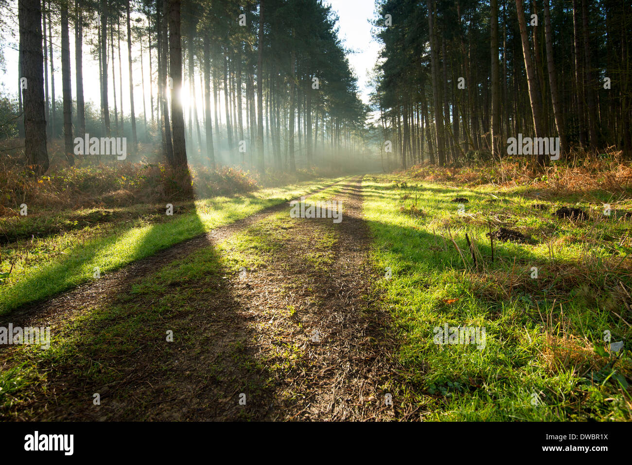 Tôt le matin la lumière jette l'ombre dans la forêt de Sherwood, Lancashire England UK Banque D'Images