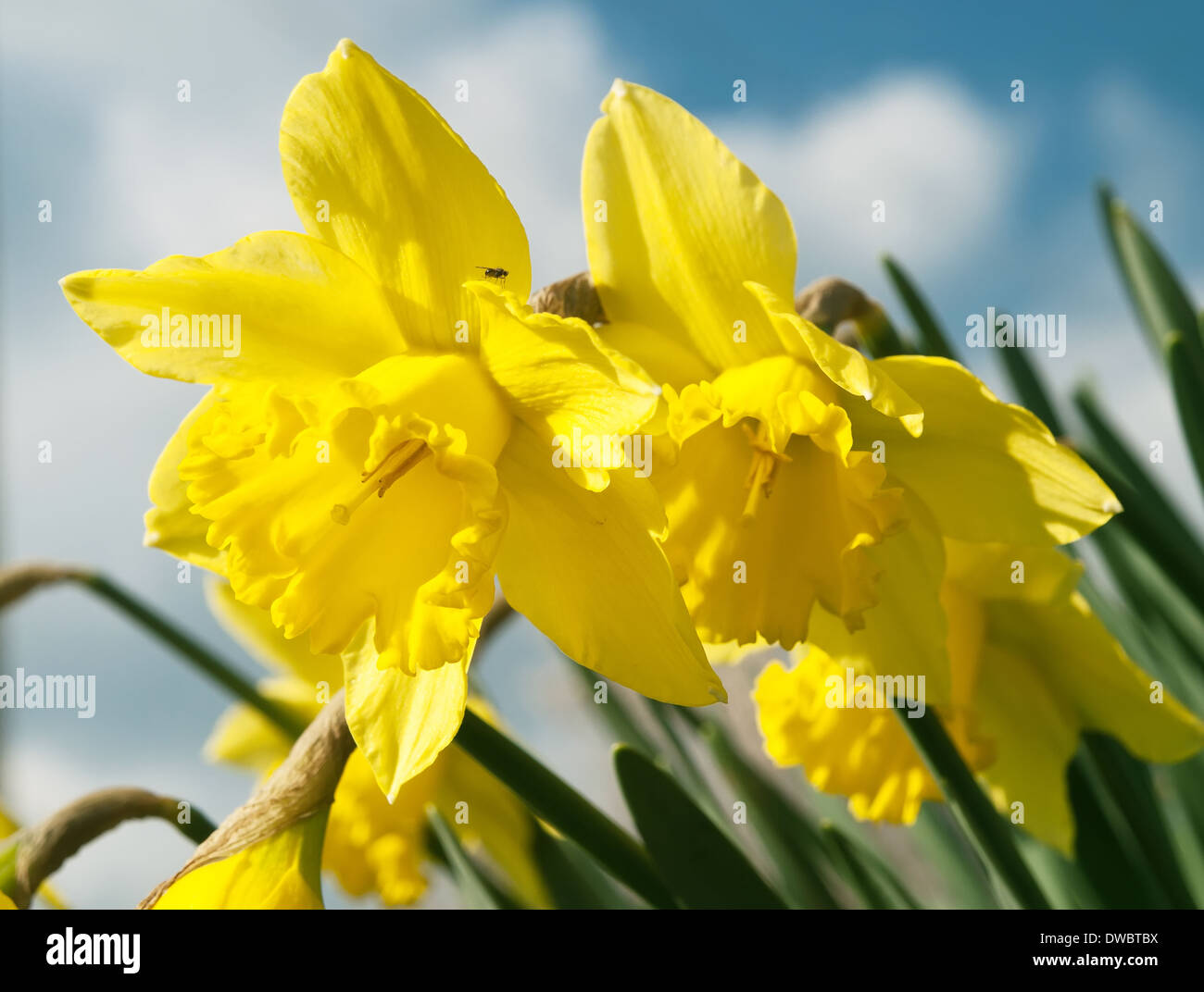 Jonquilles jaune au printemps (rien à dire sur le fly) Banque D'Images