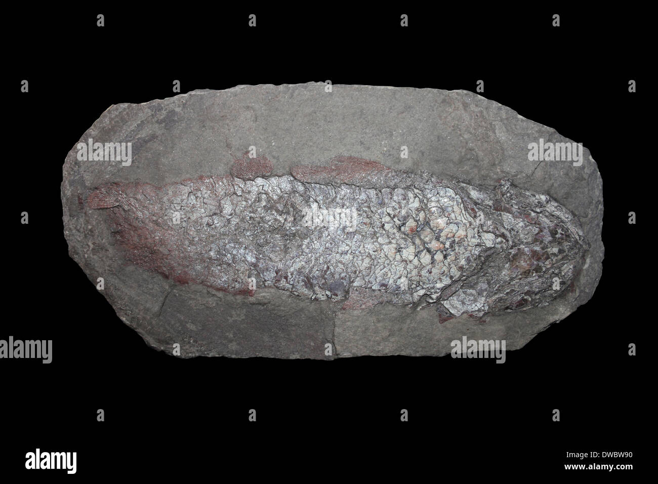 Poissons fossiles Dipterus Tynet, brûler, Banff, en Écosse période dévonienne Banque D'Images