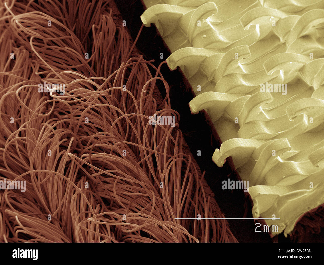 SEM de couleur d'un crochet et boucle Banque D'Images