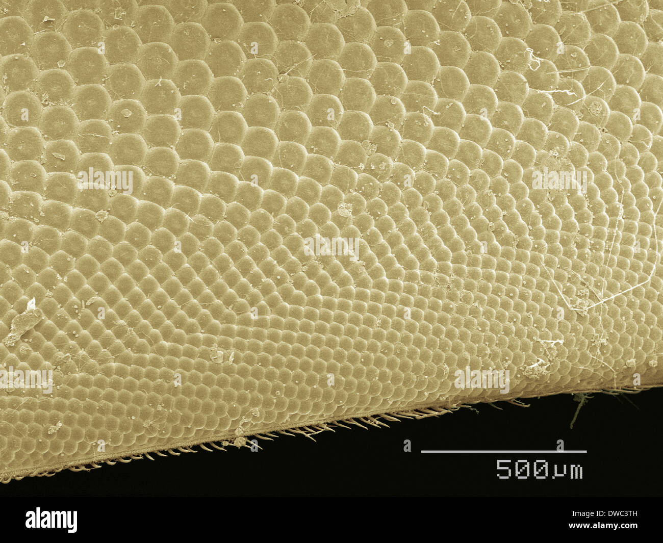 Coloured SEM de Horsefly's eye Banque D'Images