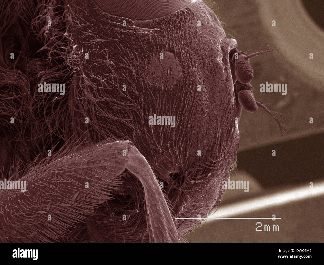 SEM de couleur de la tête de botfly Banque D'Images