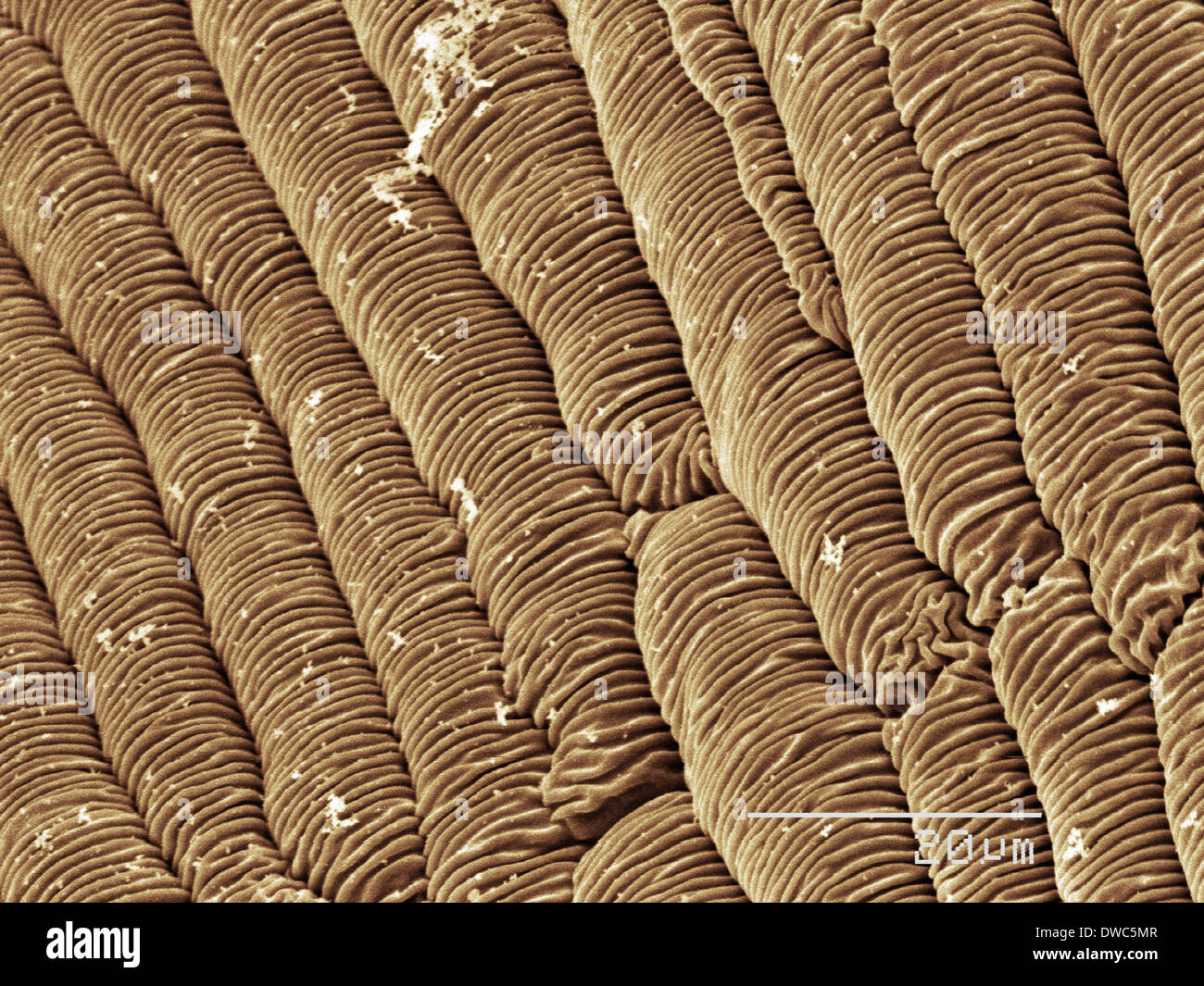SEM de couleur de surface des feuilles fleurs verge d Banque D'Images