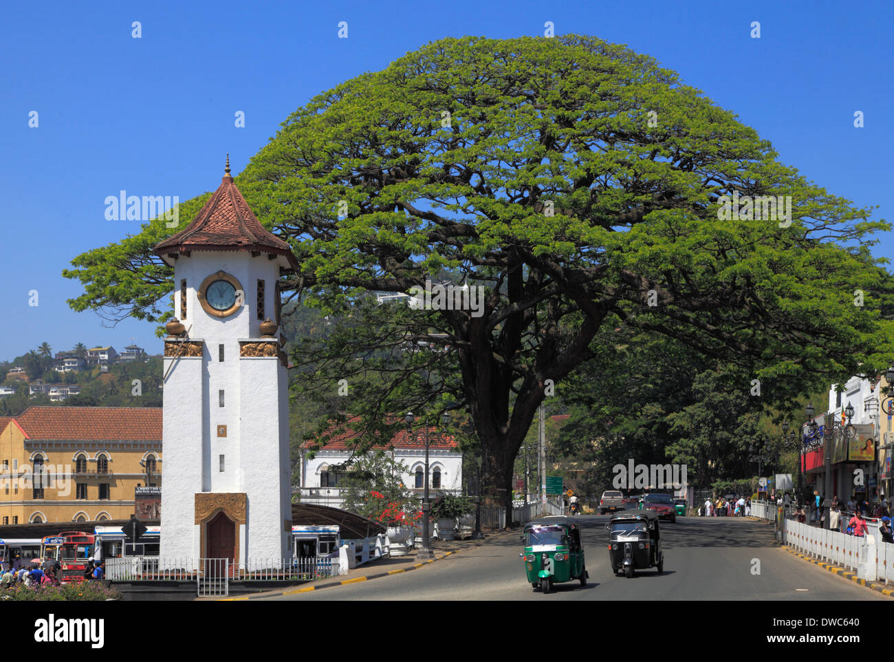 Sri Lanka, Kandy ; tour de l'horloge, arbre géant, tuk-tuks, Banque D'Images