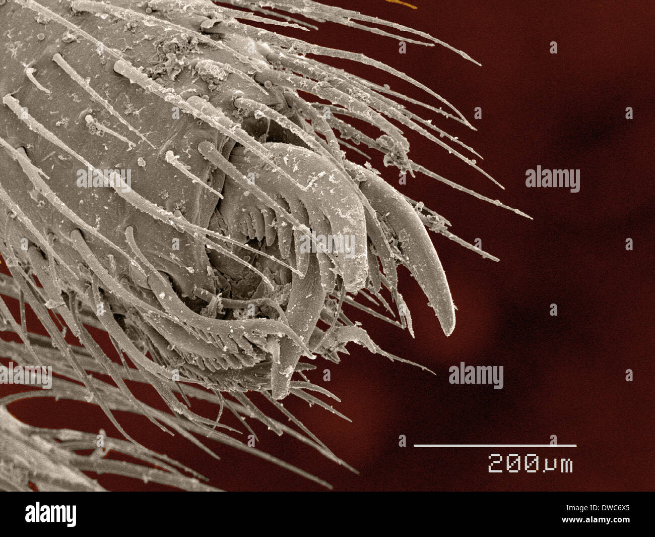 Coloured SEM d'orb weaver abdomen d'araignée Banque D'Images