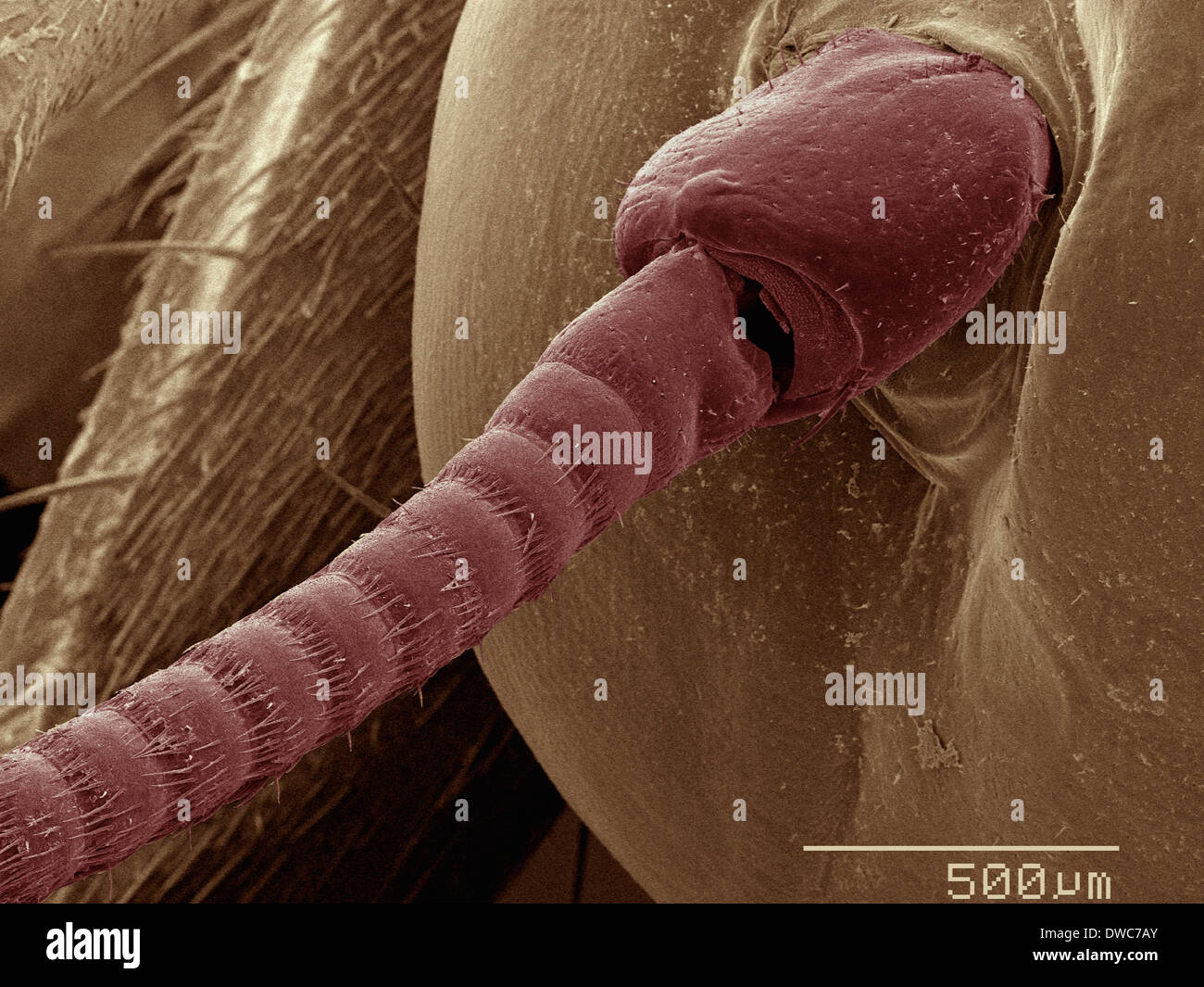 SEM de couleur chambre cricket (Acheta domesticus) pousse la jambe Banque D'Images