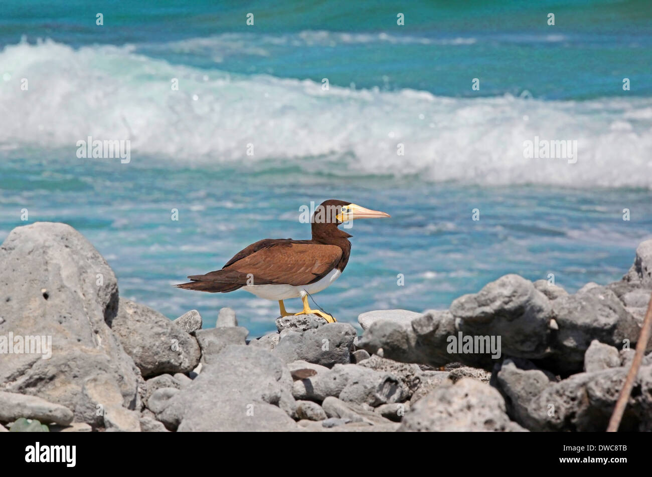 Fou brun (Sula leucogaster) reposant sur les rochers Los Roques Nat. Park Venezuela Banque D'Images