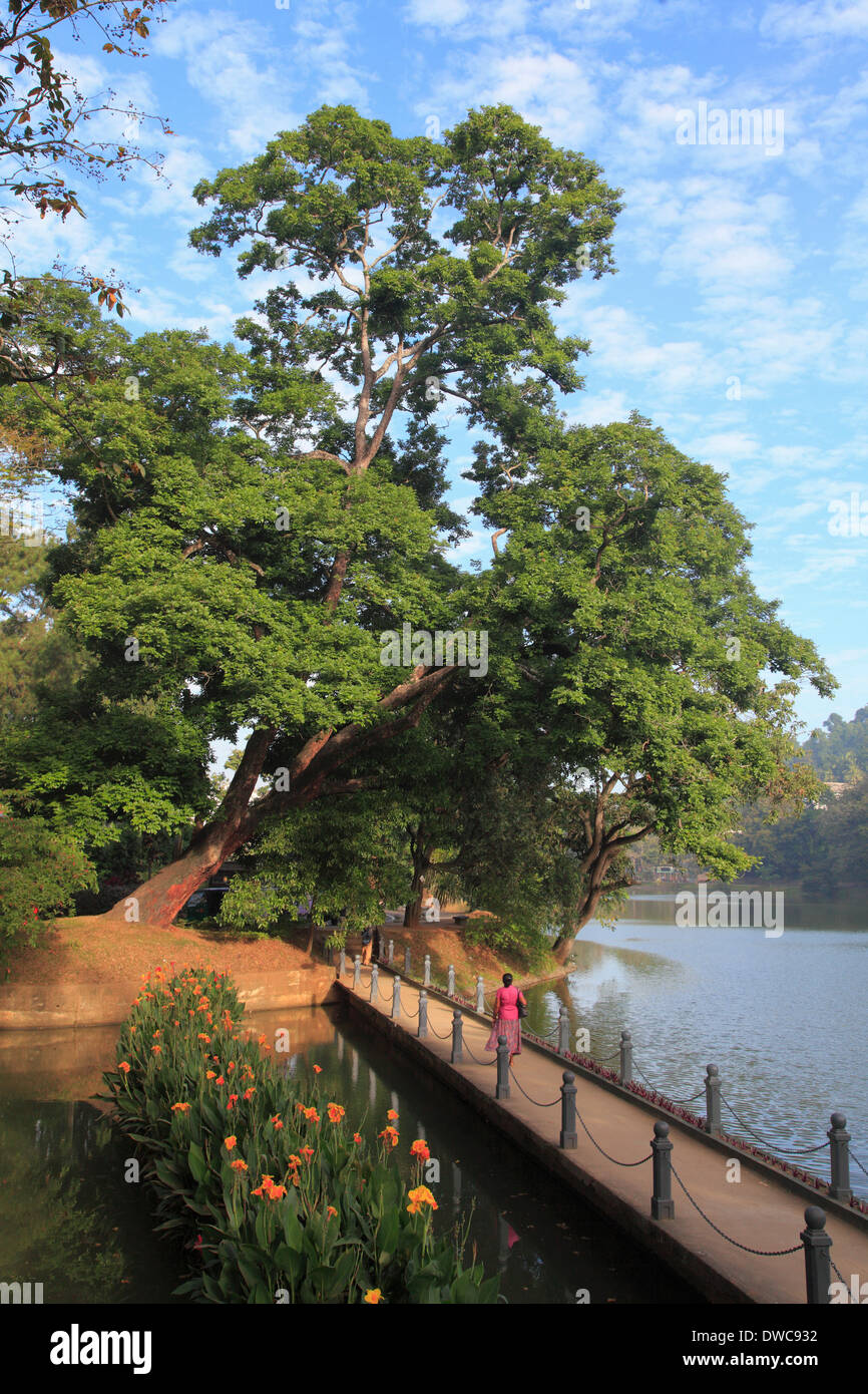 Sri Lanka, Kandy, lac, pont, rain tree, samanea saman, Banque D'Images