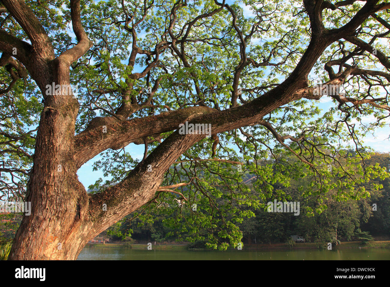 Sri Lanka, Kandy, lac, rain tree, samanea saman, Banque D'Images