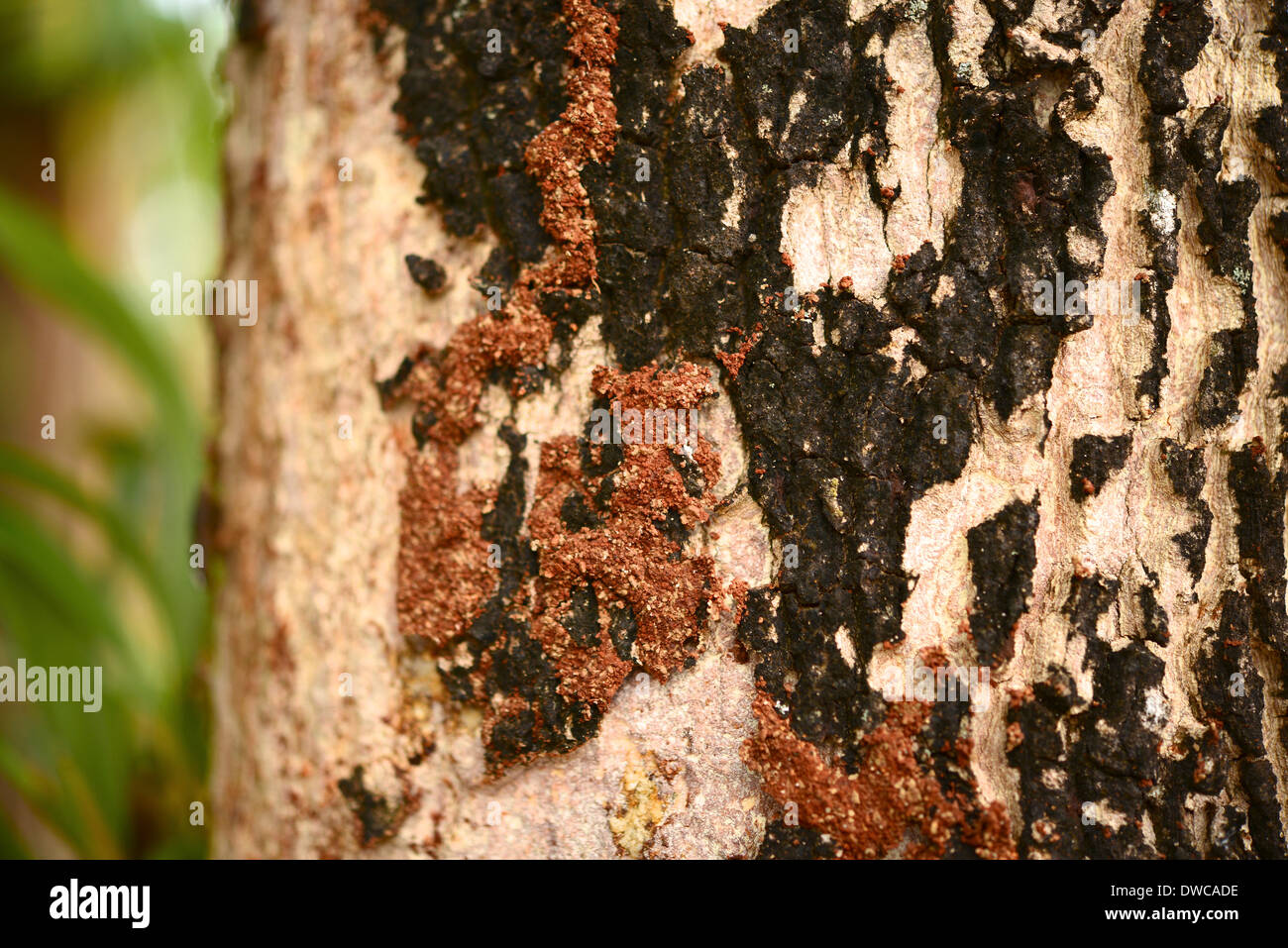 Les termites sur les arbres Banque D'Images