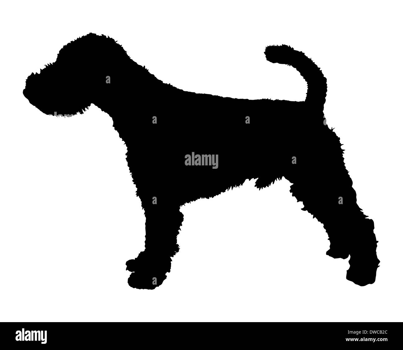 Welsh Terrier Banque D'Images