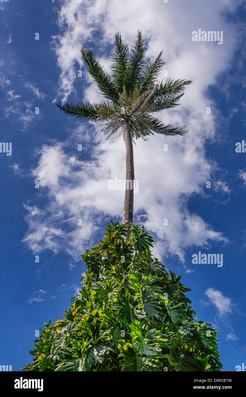 Royal Palm Reserve, paroisse de Westmoreland, Jamaïque Banque D'Images