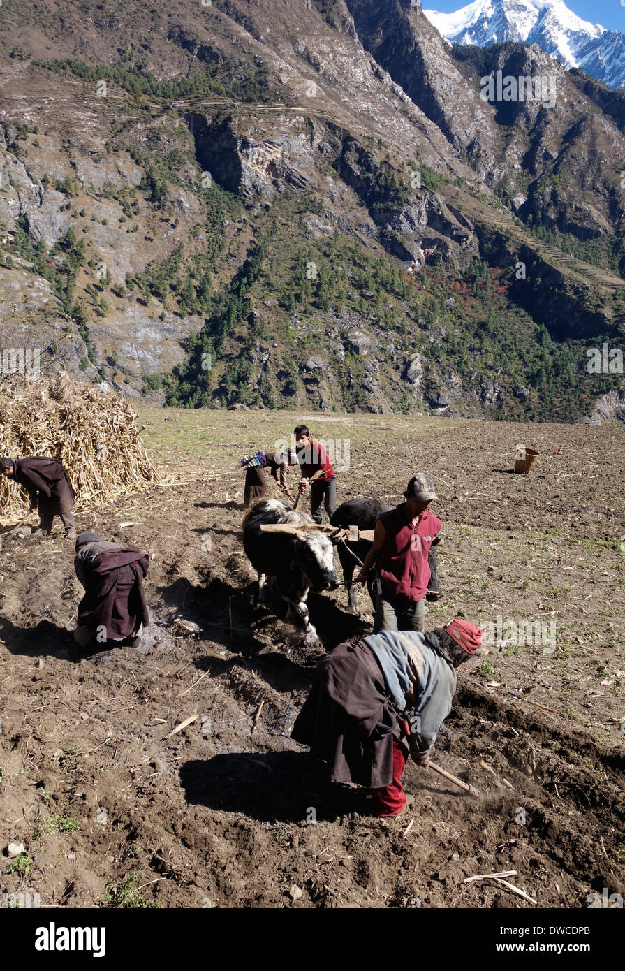 Villages en utilisant des outils à main et de bœufs pour labourer un champ dans Prok, au Népal. Banque D'Images