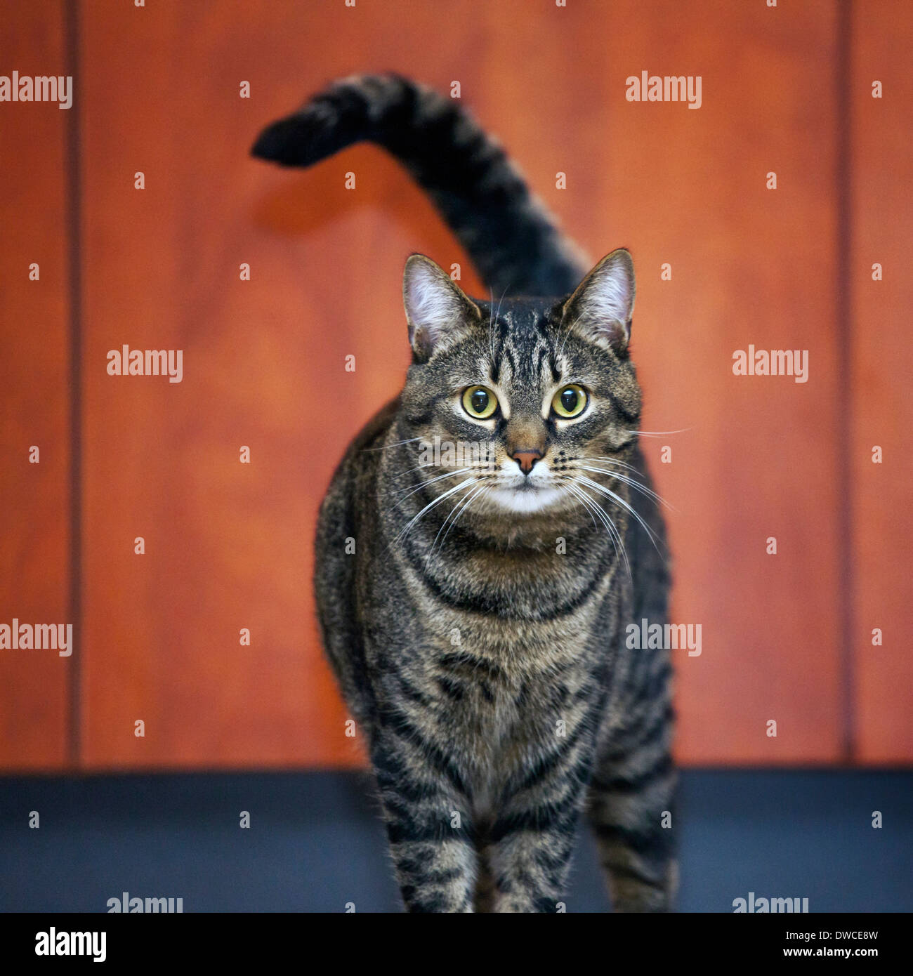 Close up de chat domestique avec motif tabby mackerel dans chambre Banque D'Images