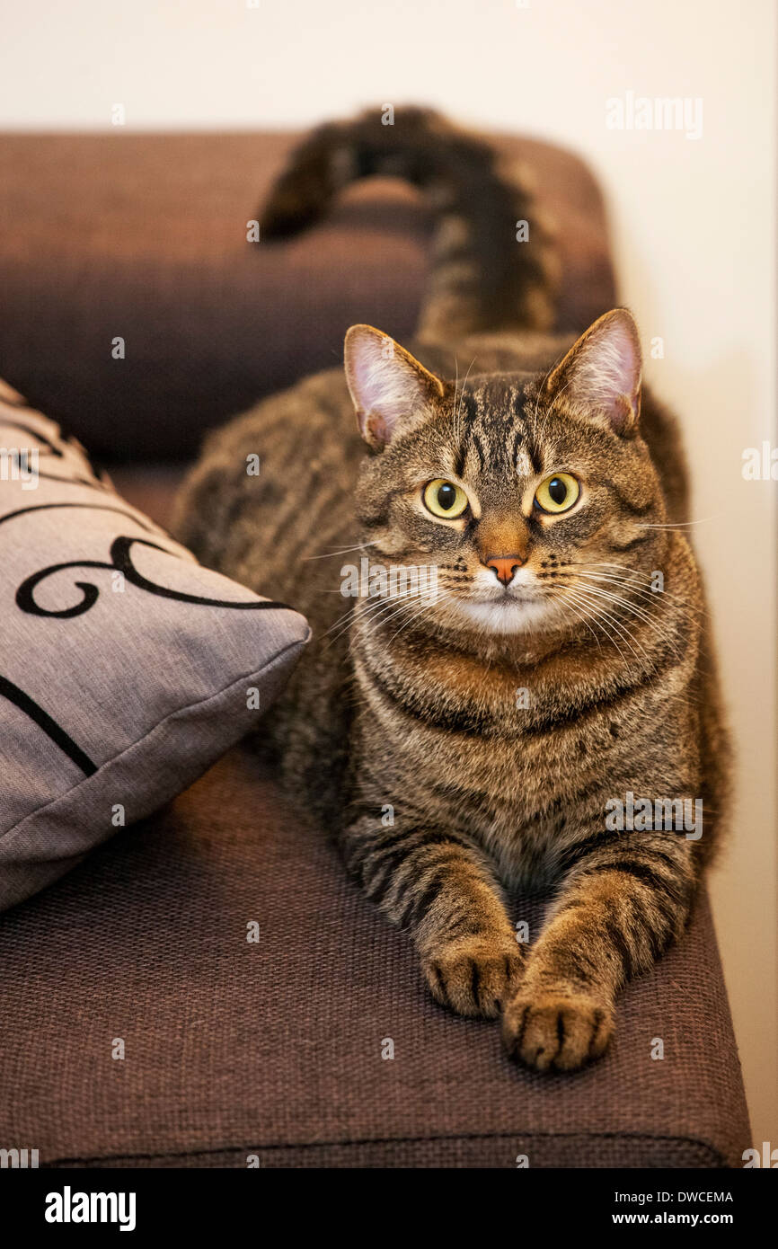 Chat domestique avec motif tabby mackerel lying on sofa in living room in house Banque D'Images