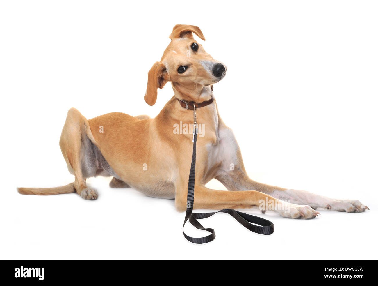 Pedigree chien Saluki avec du plomb. Banque D'Images