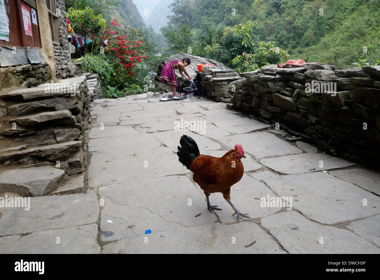 Coq et une fille lave-vaisselle dans un village de la région de Gorkha Népal. Banque D'Images